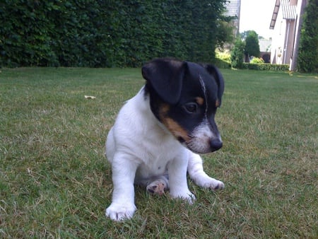 Little puppy - beautiful, jack russel, animals, dogs