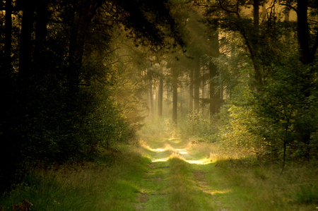 Forest - pretty, calm, summer, grass, forest, light, walk, mist, nice, trees, beautiful, photography, road, lovely, cool, harmony, nature, green, peaceful