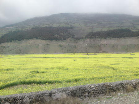 Kolza - flower, yellow, mountain, kolza