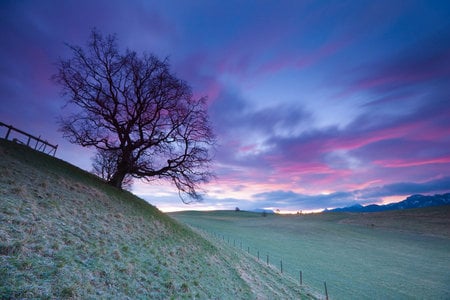 Tree - nature, sky, tree, forests