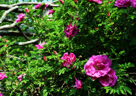 Roses - nature, flowers, roses, pink