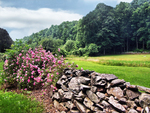 Rocks and roses