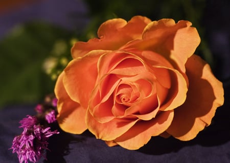 Orange rose - nature, orange, flowers, roses