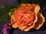 Orange rose