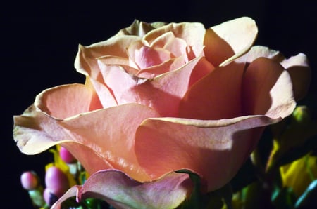 Pink rose - nature, flowers, roses, pink