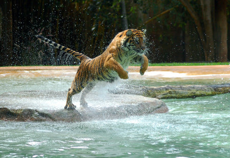 Tiger - tigers, water, animals, other