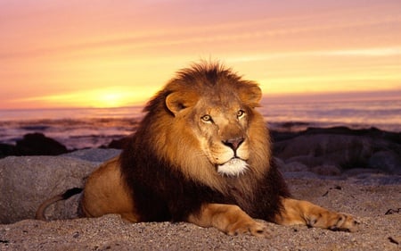 Majestic Sunset - sunset, beautiful, cats, lion, animals