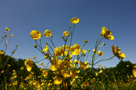 smï¿½rblomst - nice, summer, yellow, flower