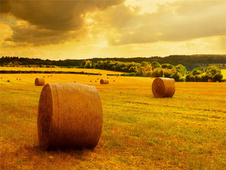 Golden Autumn Harvest