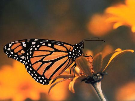 BEAUTIFUL BUTTERFLY FOR MONARCH - butterfly, lovely, gorgeous, beautiful