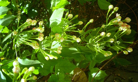 Flowers - nature, flowers, beautiful