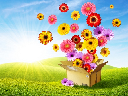 Colorful Flowers - beauty, sun, colorful, field, spring, purple, yellow, box, pretty, green, sunny, grass, rays, sunlight, colorful flowers, lovely, nature, gerbera, red, beautiful, colors