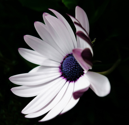 White - alone, white, beauty, flowers, nature