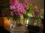 lilacs