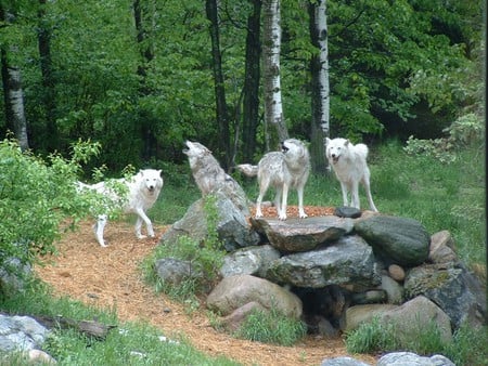 The pack - majestic, wolf, canine, snow, dog, pack, mythical, the pack, grey wolf, abstract, winter, spirit, beautiful, friendship, wolf pack, howl, howling, wolves, wolf wllpaper, grey, lobo, lone wolf, solitude