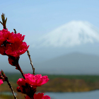 Mt. Fuji