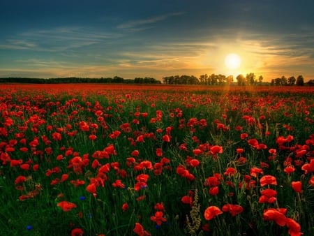 Poppies Everywhere - fields, horizon, sky, red, green, sunset, sunrise, poppies