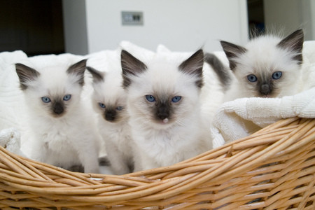 cute basket - white, adorable, kittens, basket, cute