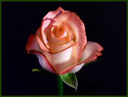 Rose for Charlene - black background, rose, white, pretty, pink, green leaves, petals, wjite, flower