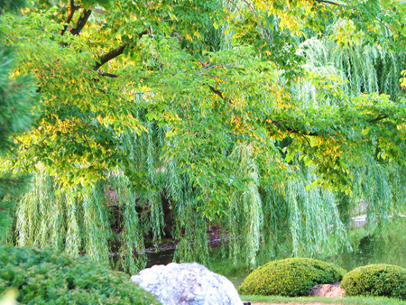 Green of spring - trees, image, landscape, peacefull, sesons, beaity, nature, green, garden, lake, spring colorful