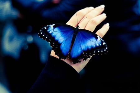 Gentle... - blue, butterflies, special, black, colorful, hand, fly, teu109, thomas, animals