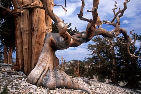 Bristlecone Pine - pine, photograph, california, bristlecone, tree, nature