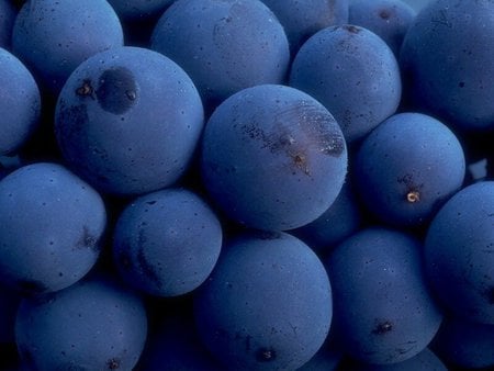 Blueberries - close up, pic, photography, image, wallpaper, blueberry, blueberries, fruit, nature, picture, colour, purple, wall, photo, photograph