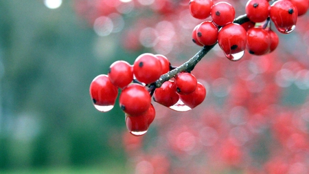 Berries - branch, colour, drops, photo, tree, photograph, berries, nature, picture, dew, red, rain, wall, wallpaper