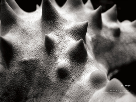 starfish (for Jackii) - photography, water, image, black and white, wallpaper, underwater world, underwater, world, picture, starfish, star, wall, fish, photo, photograph