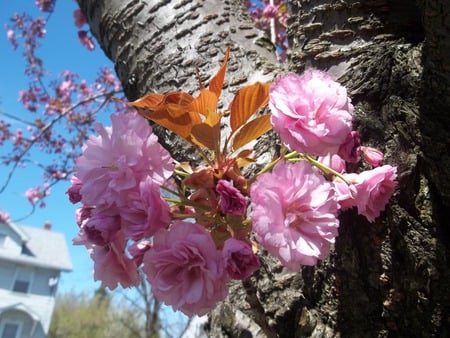 pink flowers - nature, sky, flowers, pink