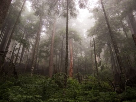 rainforest-living-up-to-its-name-pfly - trees, nature, beautiful, photography, rain, grass, forest, sky