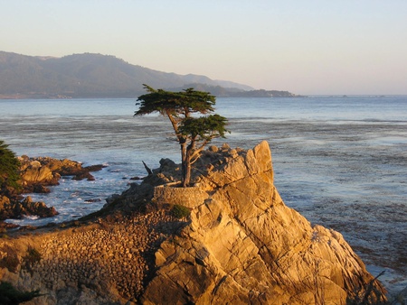 Tree - nature, tree, sea, rocks