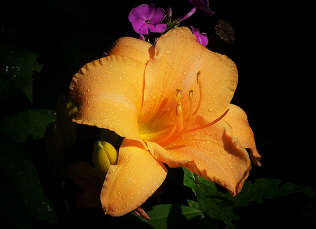 Orange flower - leaves, nature, orange, flowers