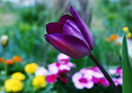 Purple flower - flowers, color, nature, purple