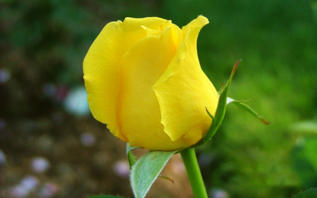 Yellow rose - roses, flowers, yellow, nature