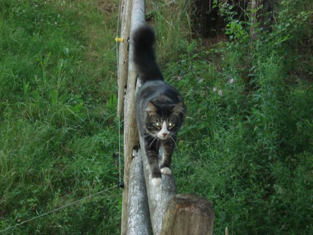 cat - nature, fence, pet, cat