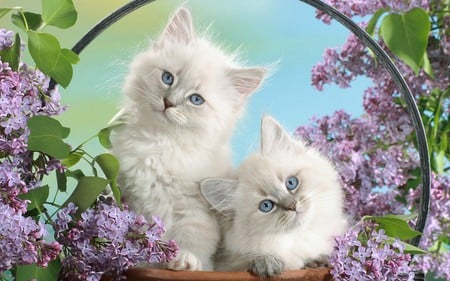 Blue Eyes and Lilac - cat, kitty, animals, blue, eyes, lilac