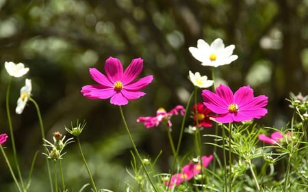 Flowers Field - white, pink, green, flowers, field, spring