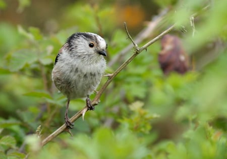 Lont-tailed tit - bird, wing, lont-tailed tit, long, tit, rspb, aegithalos caudatus, wings, beak