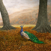 Peacock autumn