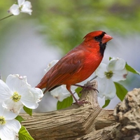 Red wing
