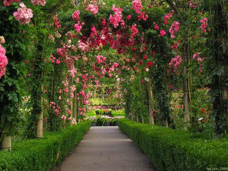 rose arch for jasnas - roses, arches, botanical, garden