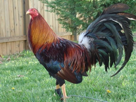 GAME FOWL - game, pride, rooster, fowl