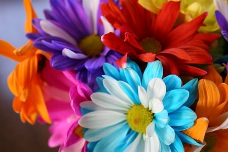 RAINBOW COLORS IN A DAISY - colors, rainbow, flowers, dasies