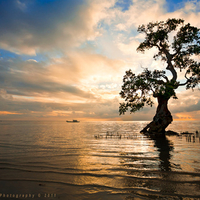 Mystic tree