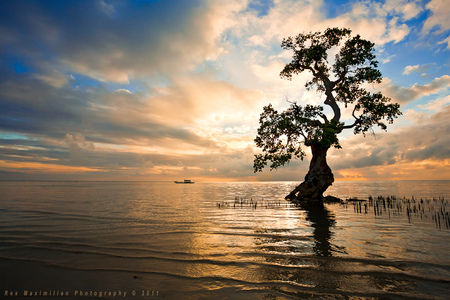 Mystic tree - tree, water, sunset, river