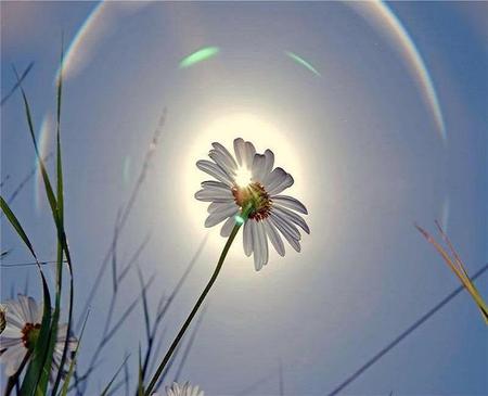 Giving Thanks - sky, heavenly, sun, daisy, white, pretty, sunrays, grass, flower