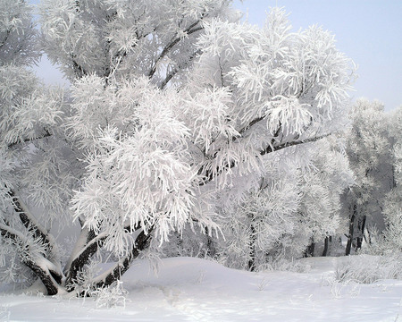 Natures Beauty - white, pretty, trees, frost, snow, winter