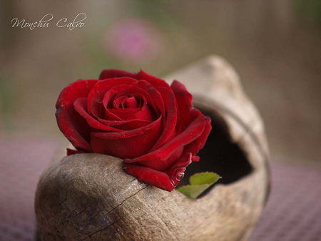 rosa rural - wooden, shoe, red, rose, still life