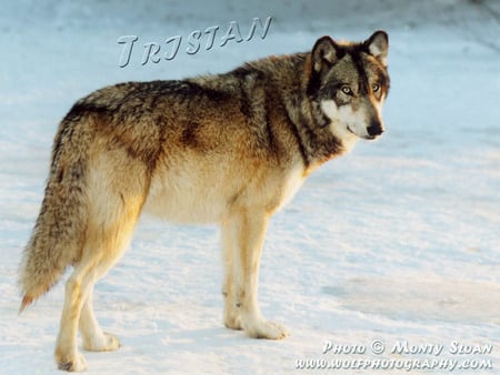 Tristan On The Snow - dogs, grey wolves, tristan the wolf, wolves in snow, animals, wolves